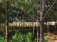 independent homes for sale in electronic city